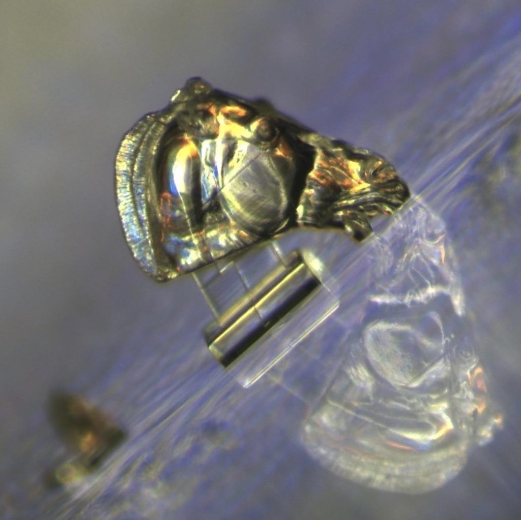 Magnified view of a microscopic replica of the Selene Horse
