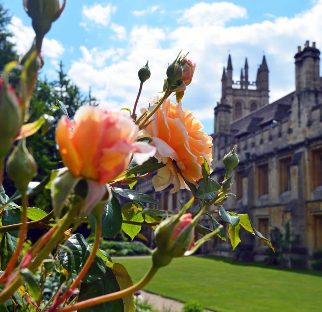 A photograph of the Great Tower from the PoV of the gate to Addison's Walk. In the foreground are orange roses.