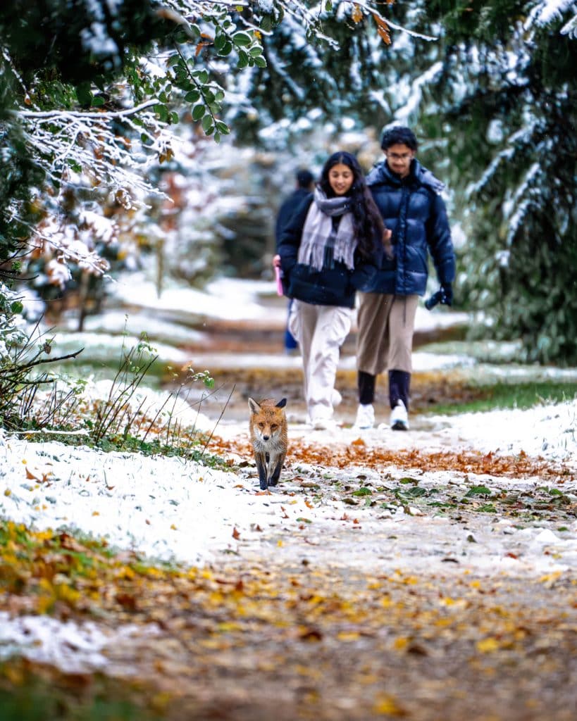 Fox walking with students