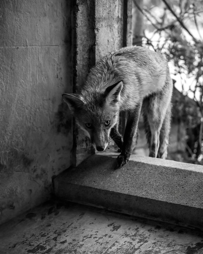 Fox climbing into Cloisters