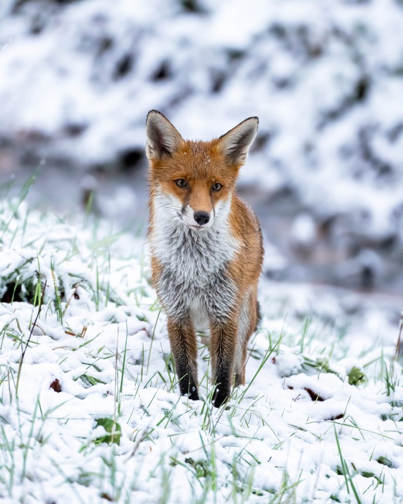 Beautiful shot of fox in snow