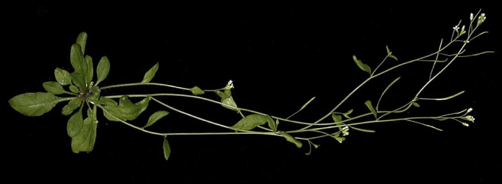 plant on a black background