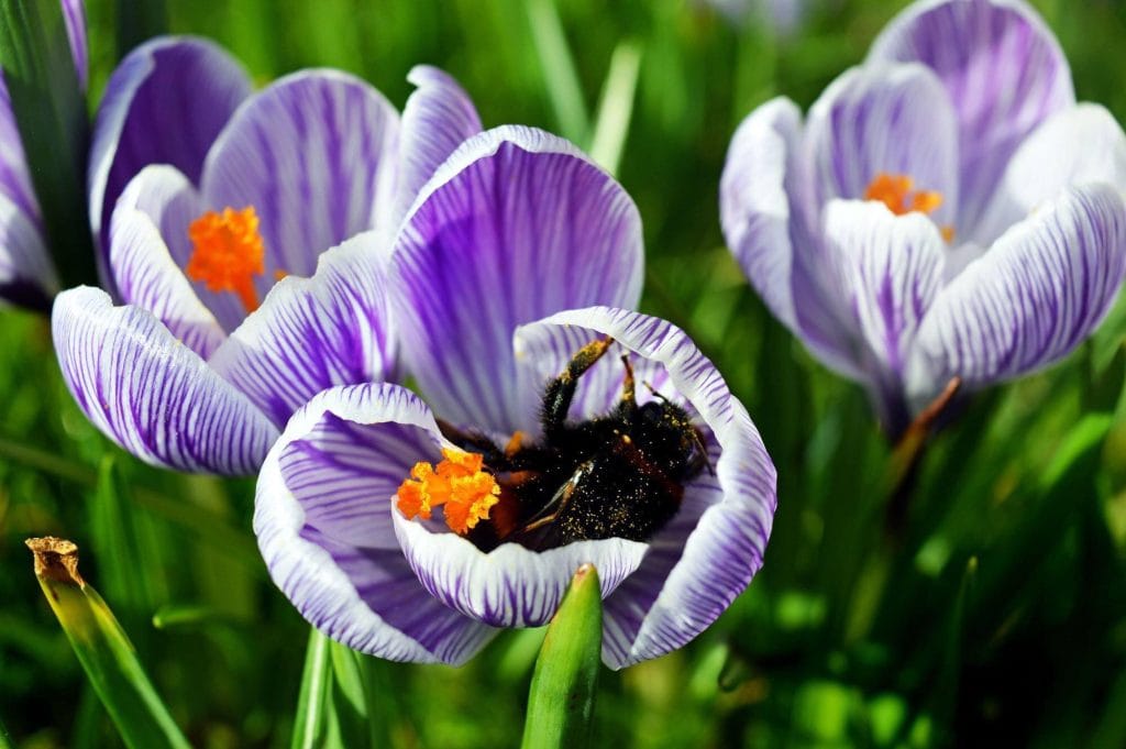 Image of drowsy bee in a crocus