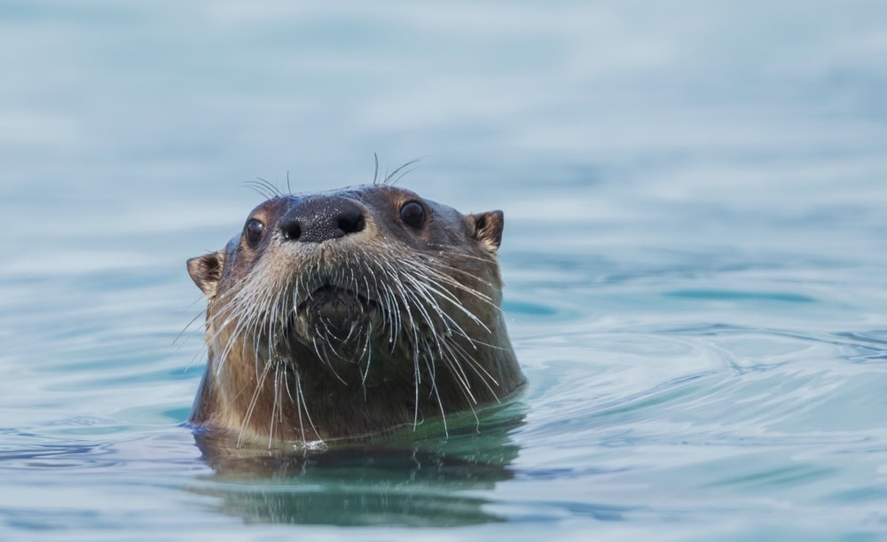 Picture of an otter