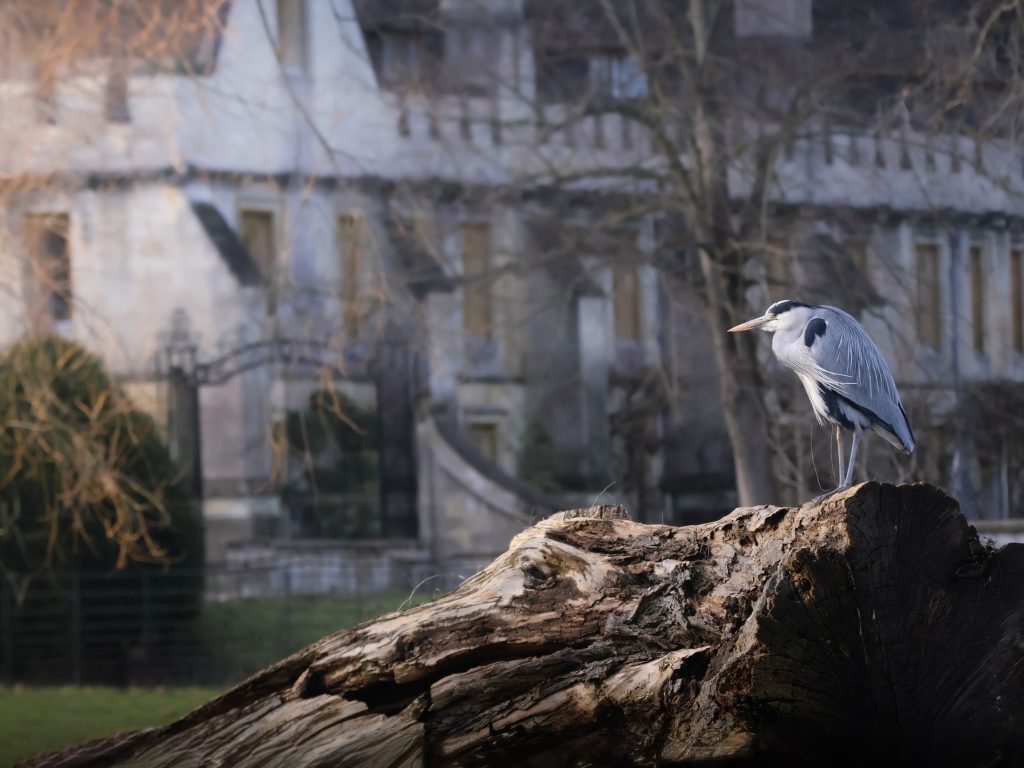 A grey heron perches on a weathered tree trunk. It's lit by soft sunlight. In the blurred background, grand stone architecture and wrought-iron gates rest behind a quiet lawn.