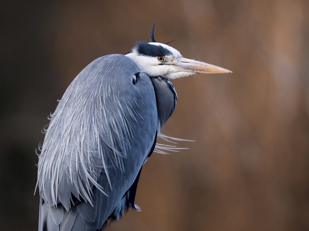A detailed profile portrait of a grey heron looking to the right. The bird's blue-grey and white feathers are captured in sharp focus, showing off its long yellow bill, dark crest feathers, and piercing orange-yellow eye against a smoothly blurred, neutral backdrop.